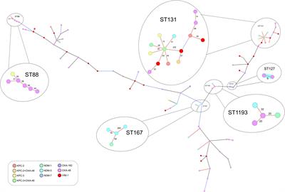 Characterizing carbapenemase-producing Escherichia coli isolates from Spain: high genetic heterogeneity and wide geographical spread